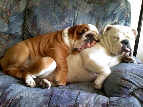 Shortest Living Dog Breeds – Lifespan, Health Risks, and How to Support Them