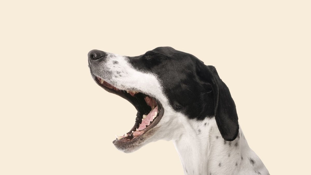 Singing to your pet benefits you both