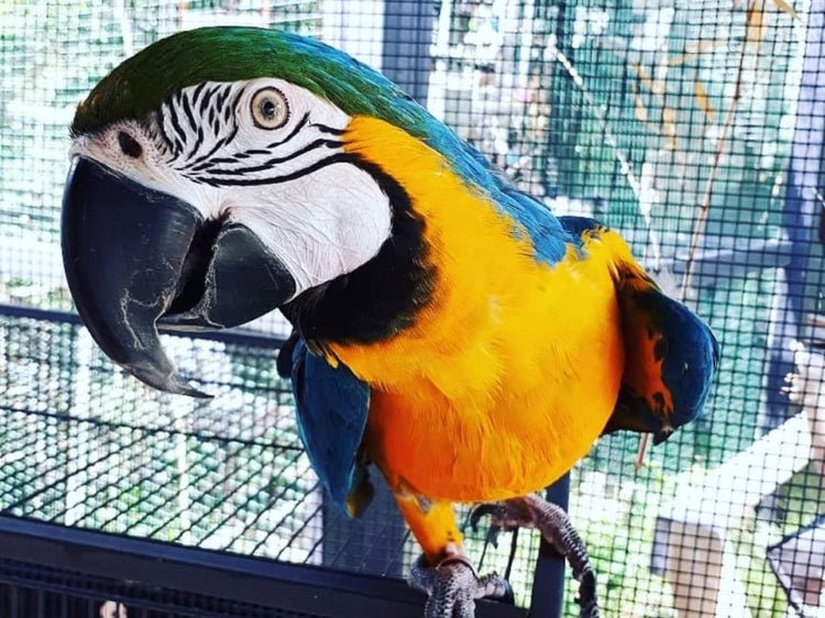 Stress In Birds: How To Know If Your Bird Is Too Stressed? - Hemp Well