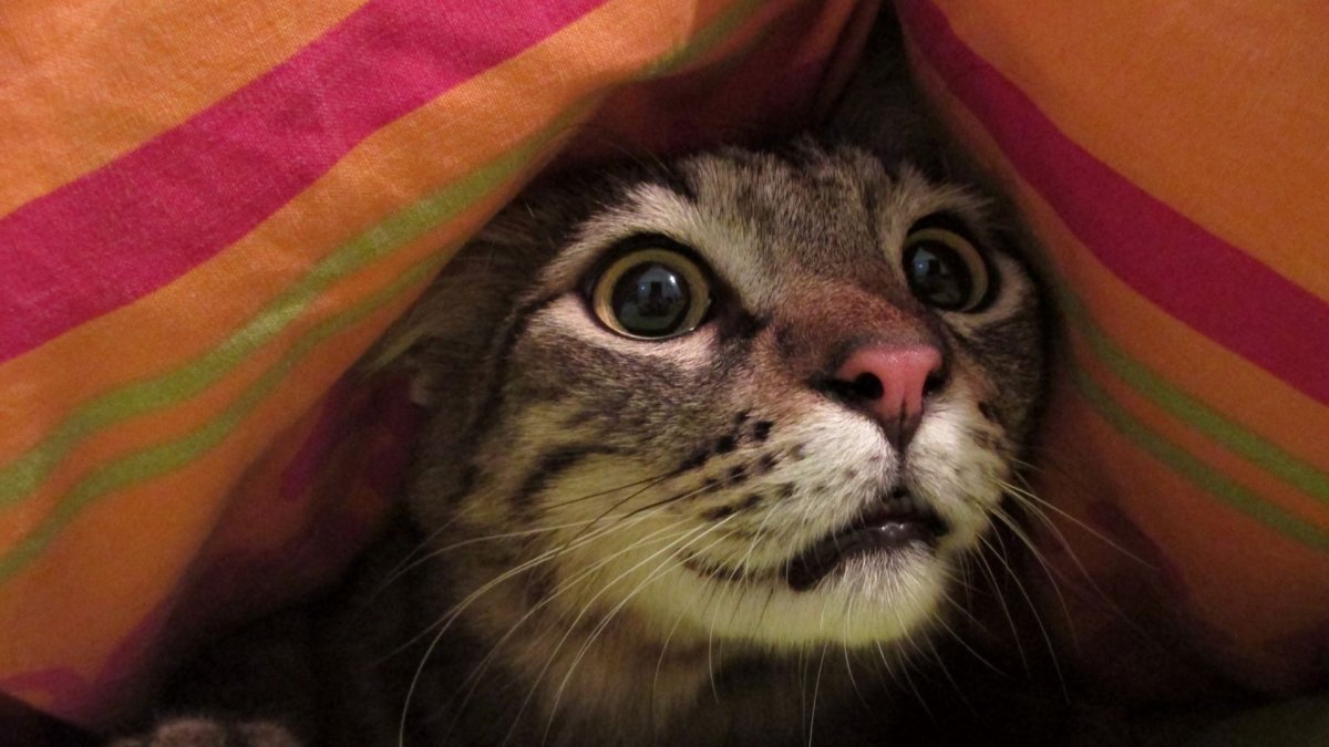 Terpenes and Hemp-Based Products for Cats: What You Need to Know - Hemp Well