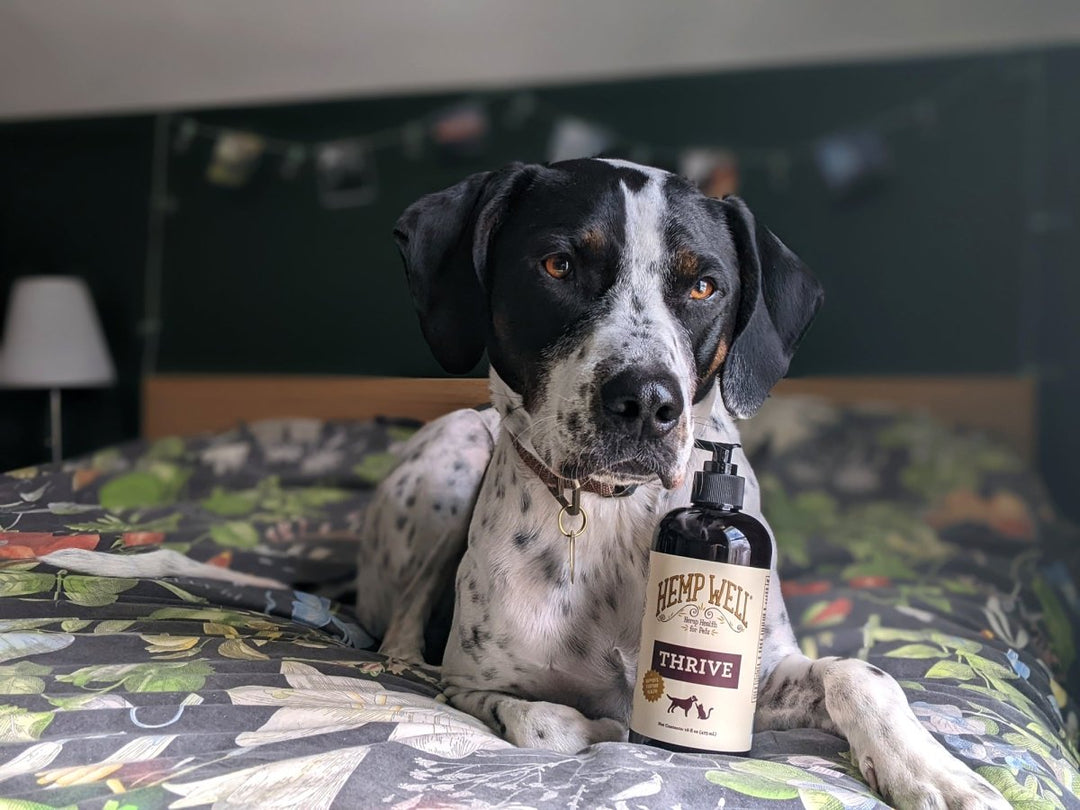 The Benefits of Omega-3 for Pets: Why Hemp is a Superior Source