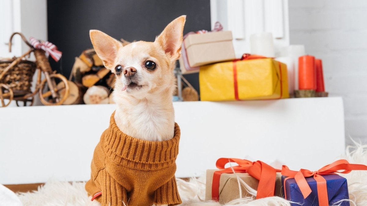 The Best Gift Idea for Your Friends' Cat or Cherished Granddogs - Hemp Well