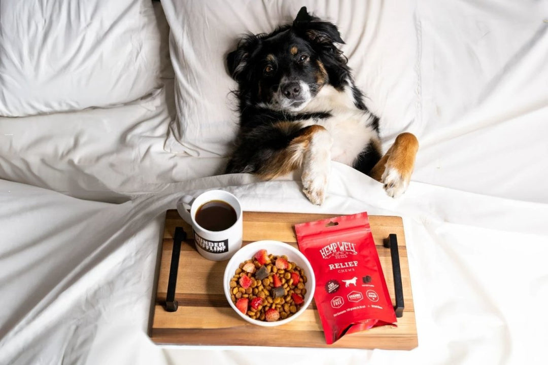 The Best Time of Day to Give Your Pet Hemp Well