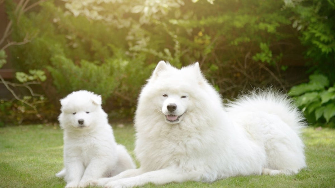 The life expectancy of different dog breeds – what to expect