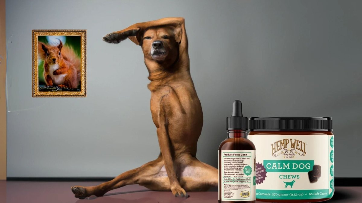 The Natural Way to Keep Your Dog Calm and Content - Hemp Well