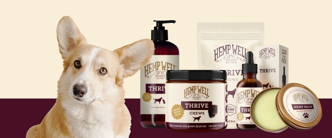 The Power of Omega-3 and Omega-6 Fatty Acids: A Comparative Guide for Dogs