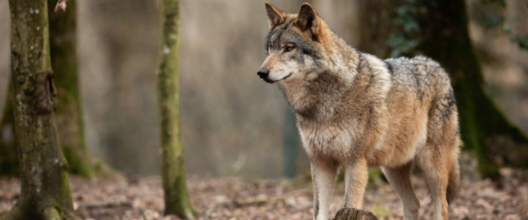 The story of the first domesticated dogs
