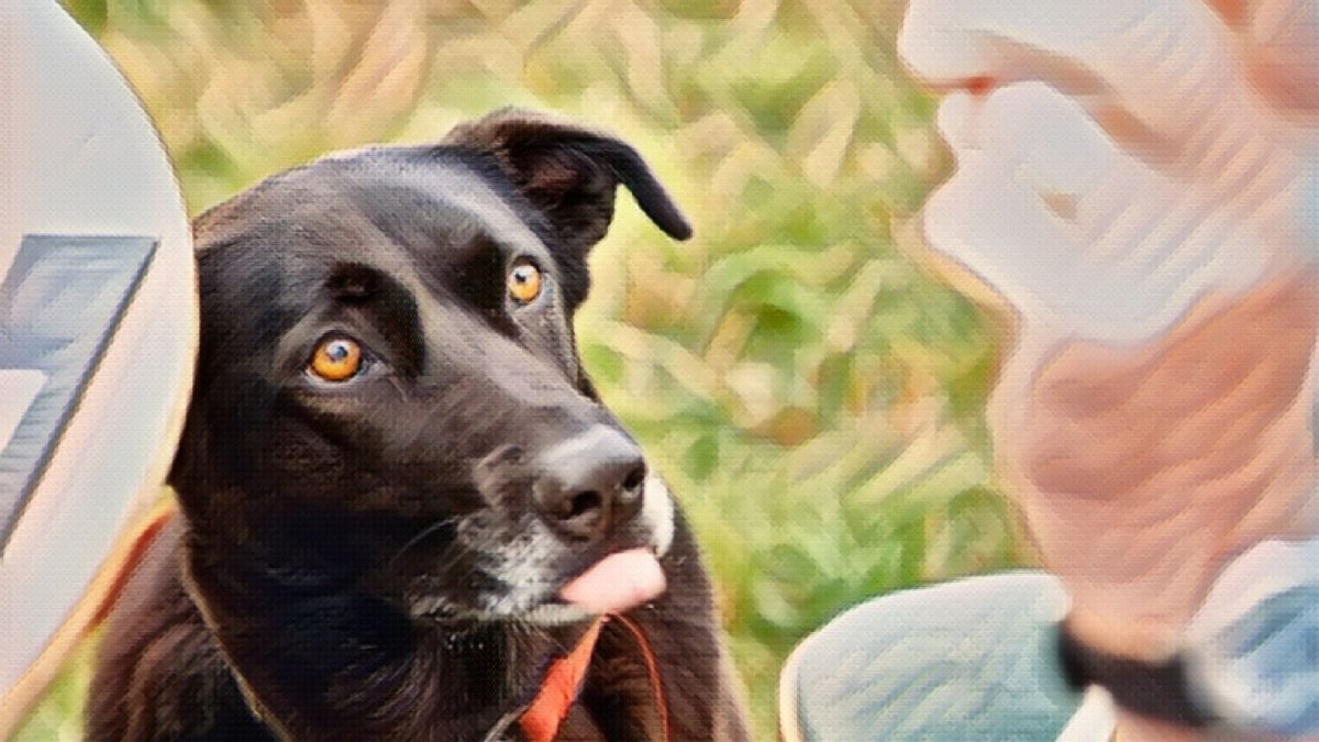 They can die: The dangers of corn on the cob for dogs - Hemp Well