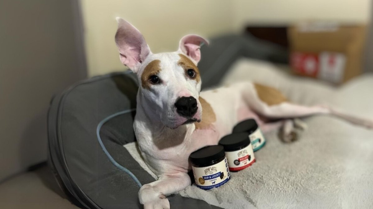 Three-Legged Dog Survives Flint Gun Shooting, Watch This! - Hemp Well