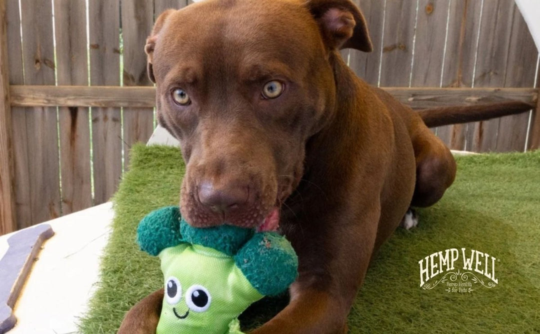 Top 100 Animal Rescues in the United States