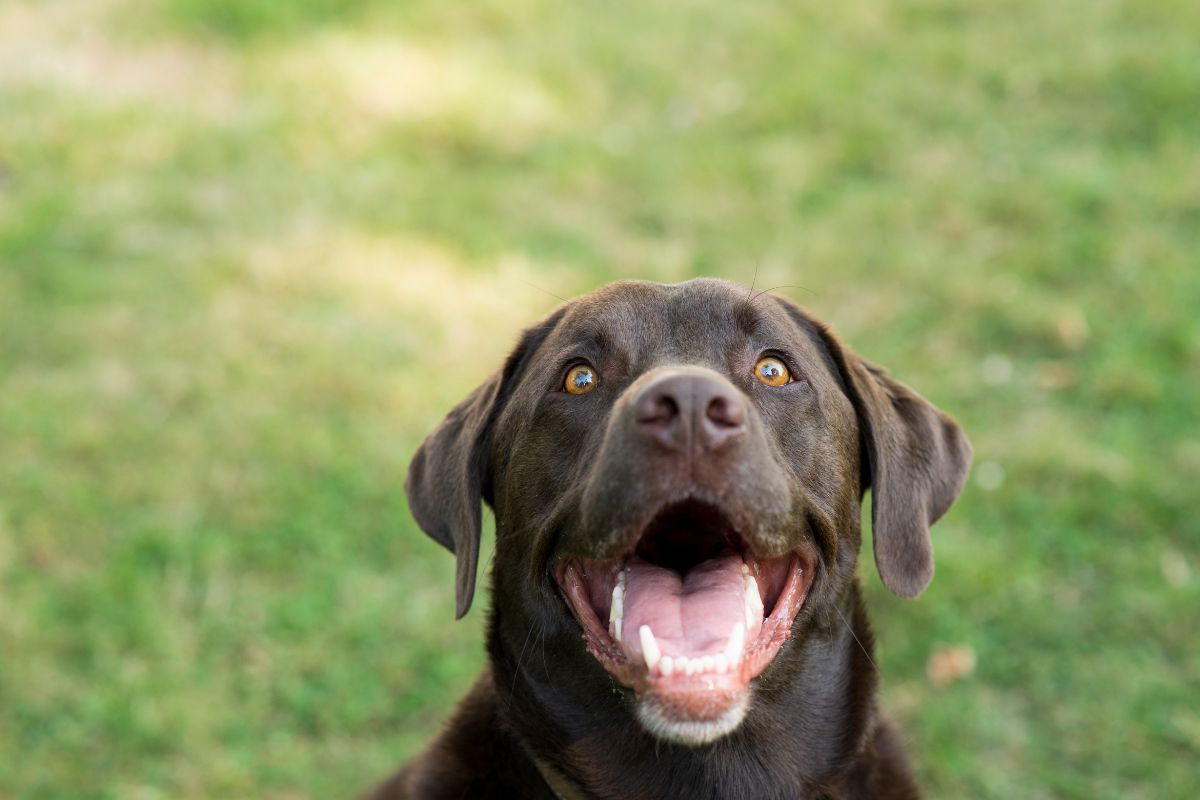 Top 5 largest gifts given to a dog - Hemp Well