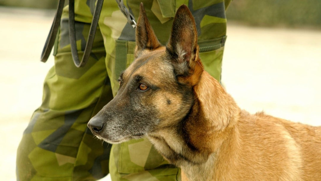 Veteran owned hemp company to donate 50% of sales to Veteran dogs!