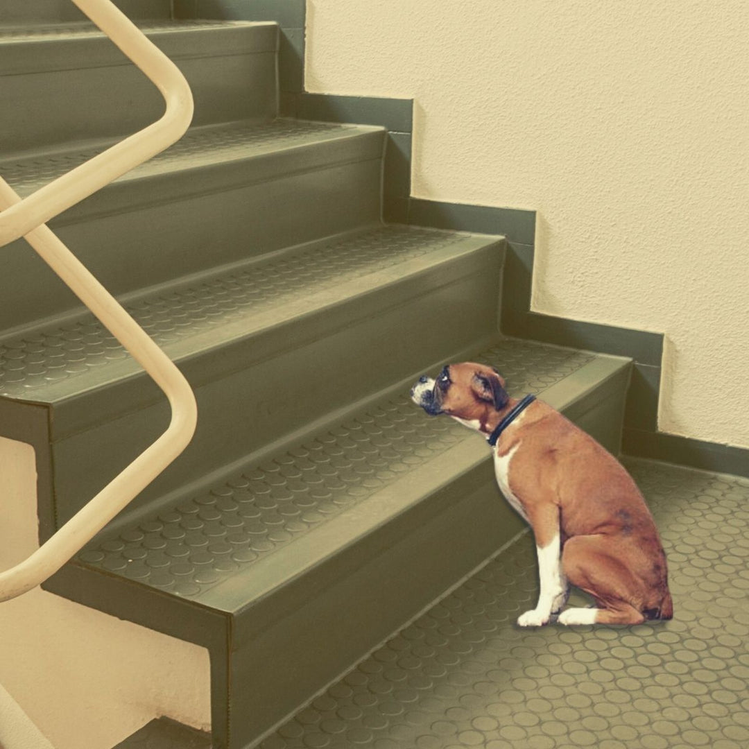 What age should I give my dog a hip and joint supplement?