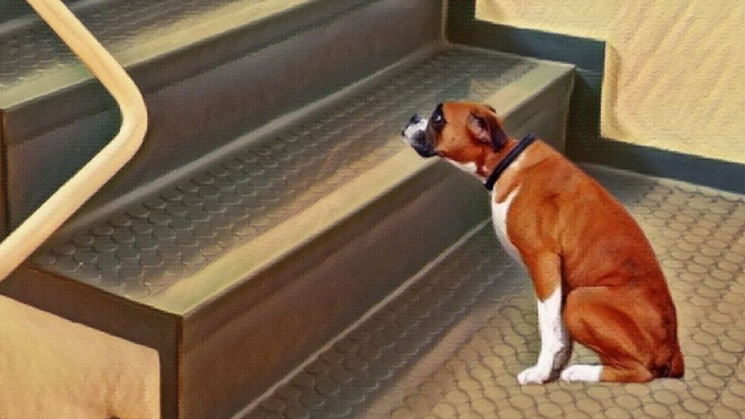 What can i give my dog for joint pain?