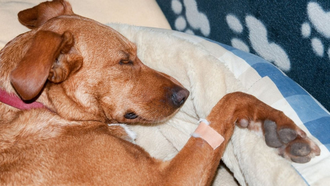 What can you give a dog for pain over the counter?