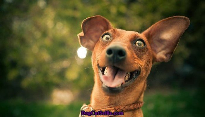 What can you give a dog to calm him down? - Hemp Well