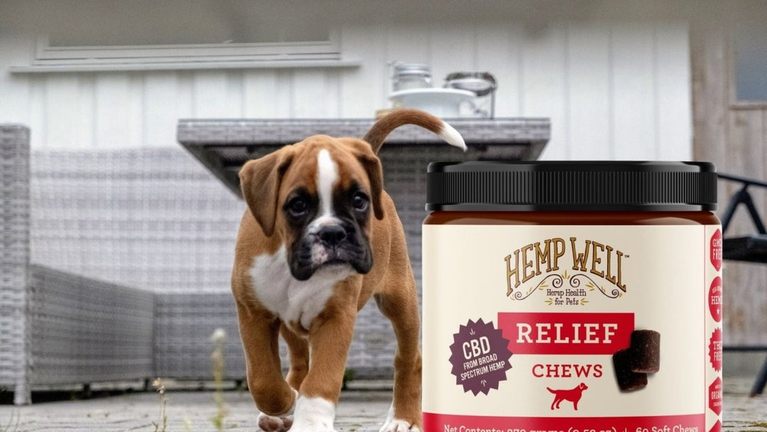 What Does US Government Say About CBD?