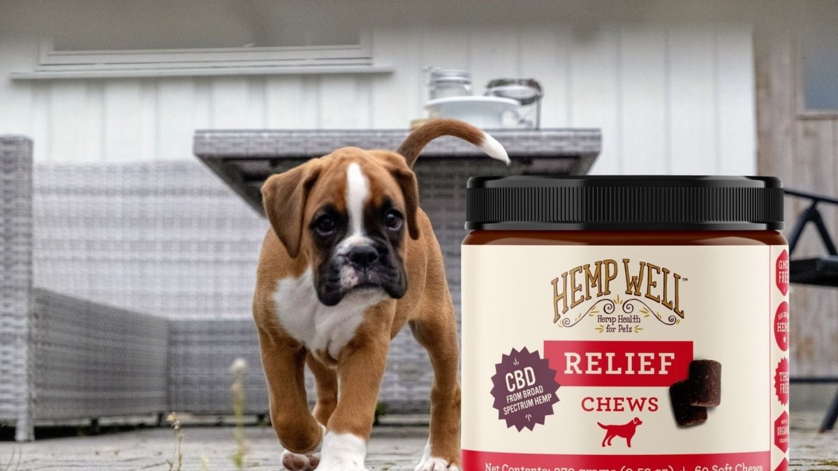 What Does US Government Say About CBD? - Hemp Well