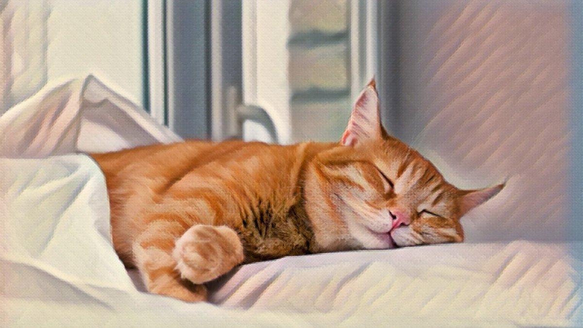 What Happened After I Gave My Cat CBD Oil - Hemp Well