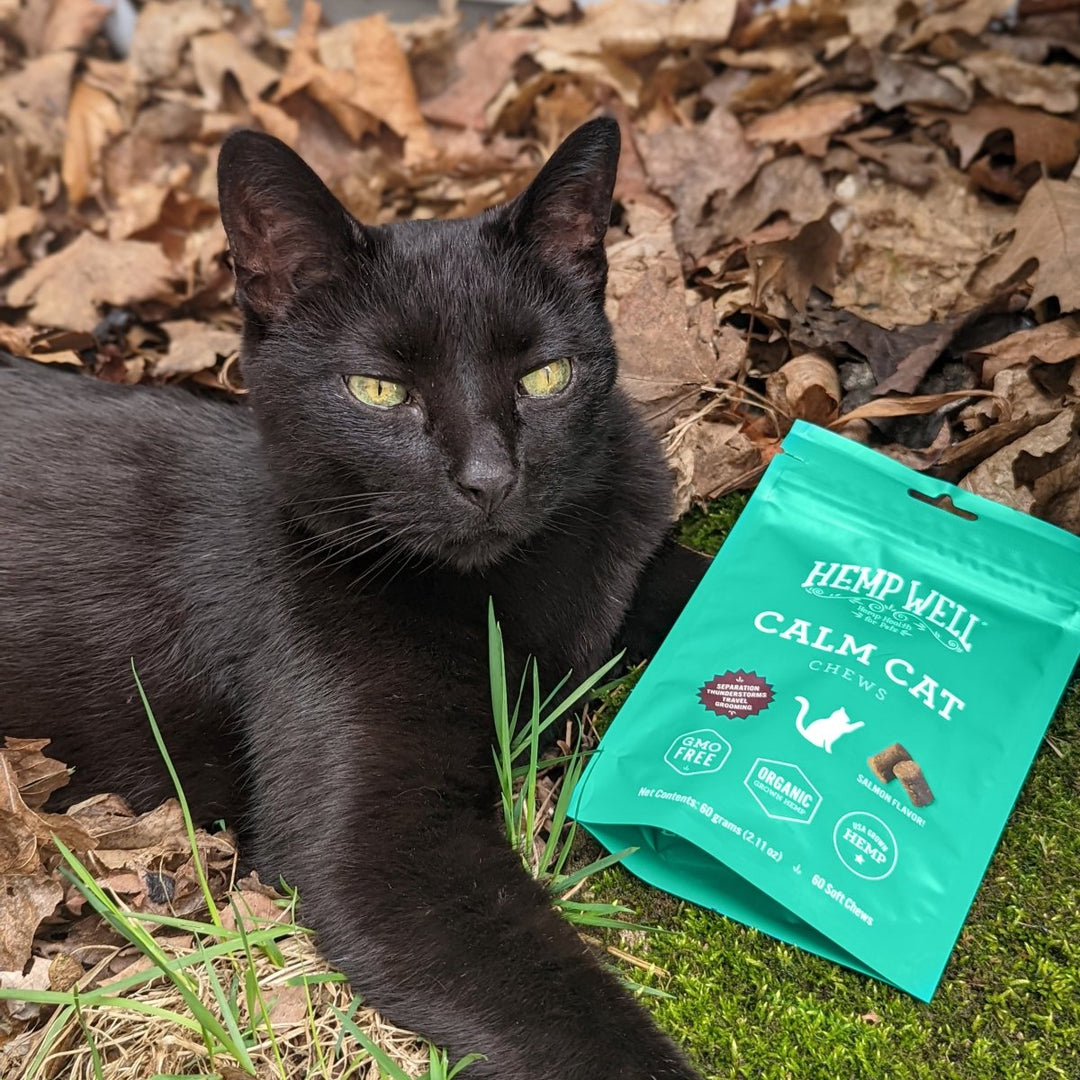 What Kind of Cat Do I Have? The Cat Breed Guide