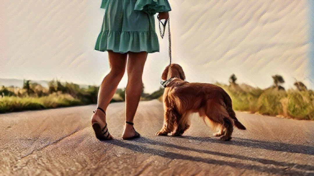 When Hot Asphalt Meets Dog Paws; Hemp For Healthy Pet Skin