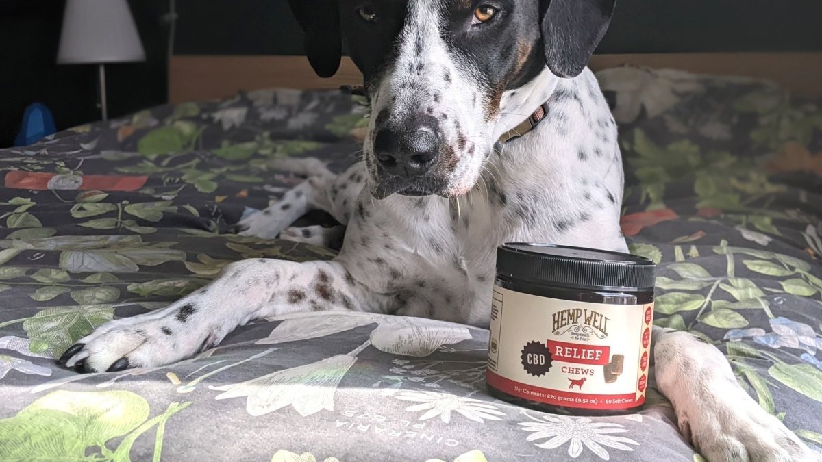 When is the Best Time to Give CBD to My Pet? - Hemp Well