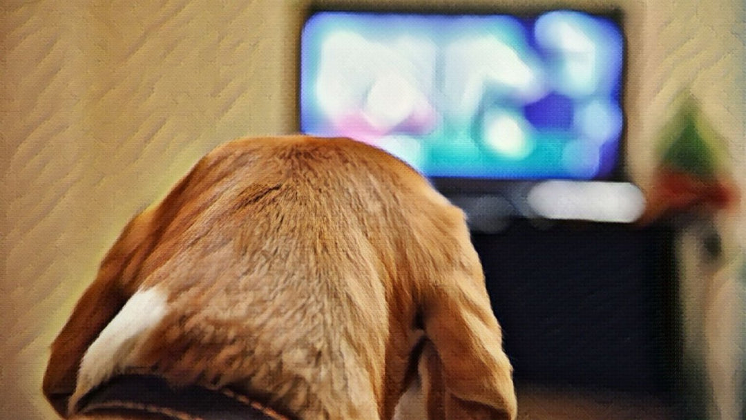 Why Do Dogs Stay “High” Longer Than Humans?
