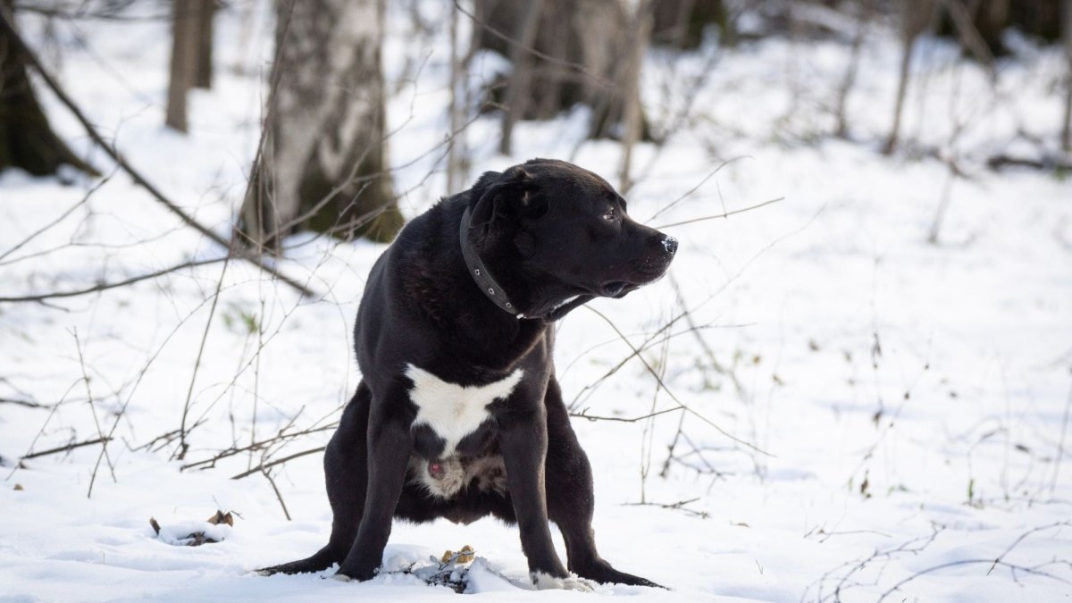 Why does my dog eat poop and what can you do to stop it? - Hemp Well