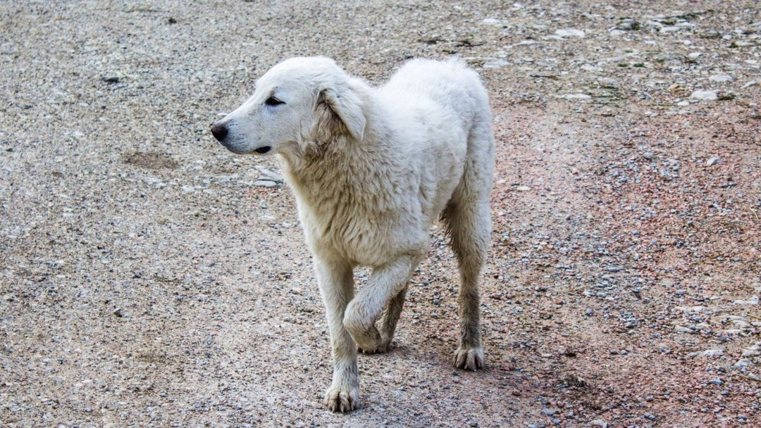 Why Is My Dog Limping? Front & Back Leg Causes Explained