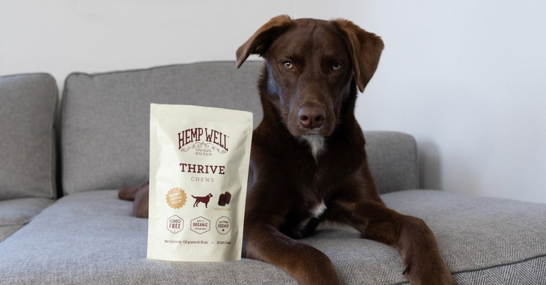 Winter Skin Care for Dogs: How Hemp Well Thrive Oils & Chews Help
