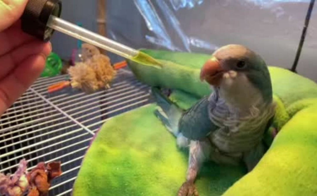 Zero Adverse Events Reported with Hemp Use in Birds