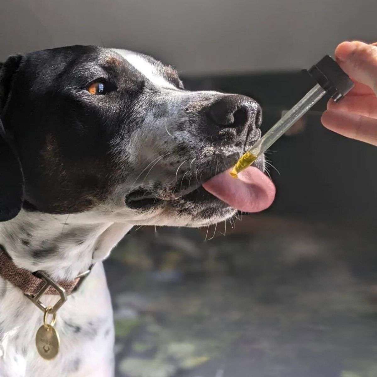 Best CBD Treats For Dogs