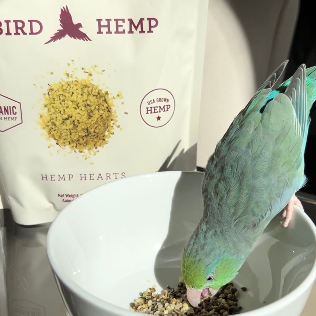 Bird Hemp Hearts - Hemp Well bird bird seed health