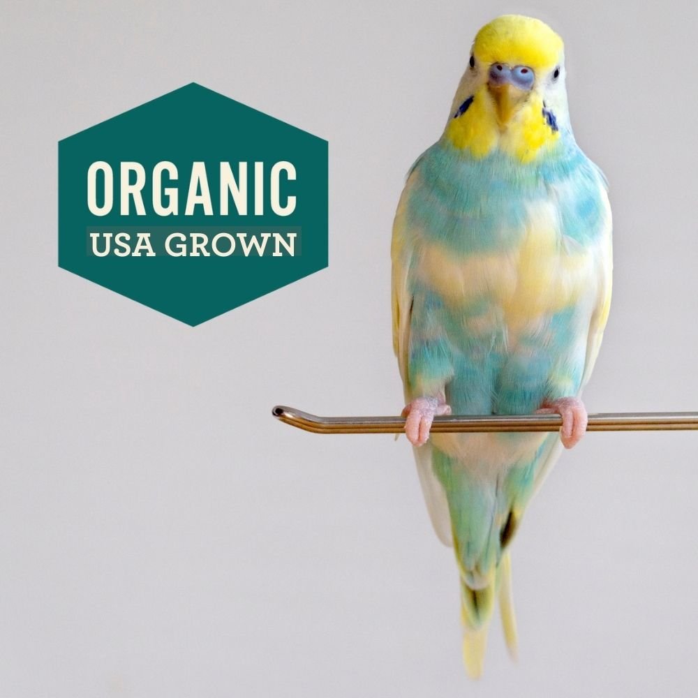 Bird Hemp Hearts - Organic, USA Grown - Hemp Well bird bird seed health tag4 organic over 1,000,000 pets love Hemp Well