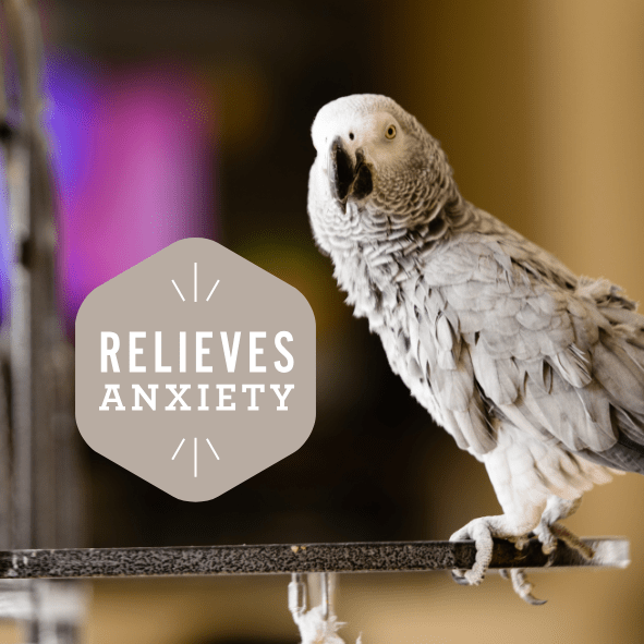Calm Bird Oil - Organic, USA Grown - Hemp Well behavior bird calm tag4 organic over 1,000,000 pets love Hemp Well