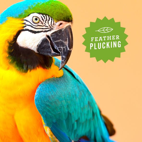 Calm Bird Oil - Organic, USA Grown - Hemp Well behavior bird calm tag4 organic over 1,000,000 pets love Hemp Well