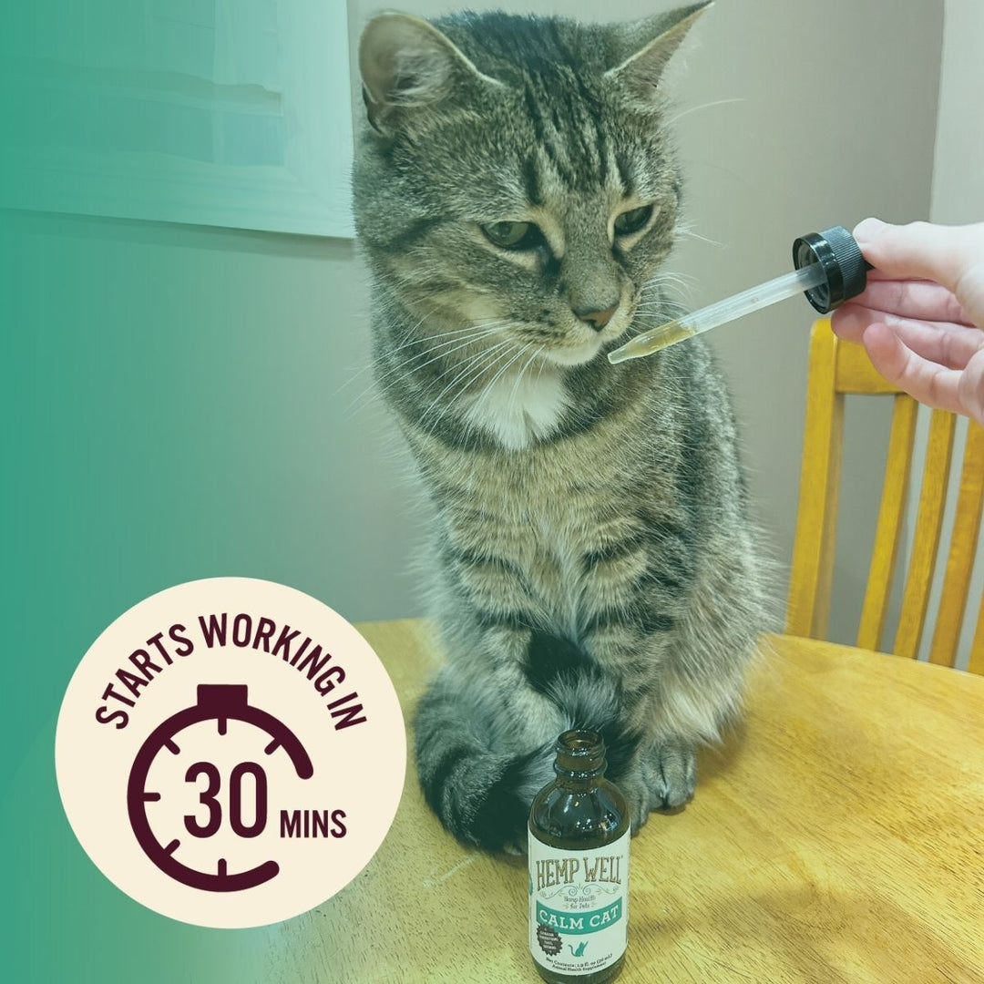 Calm Cat Oil - Organic, USA Grown - 2 oz - Hemp Well calm Calm Pet calming tag4 organic over 1,000,000 pets love Hemp Well