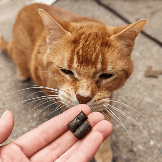 Calm Cat Soft Chews - Hemp Well calm Calm Pet calming