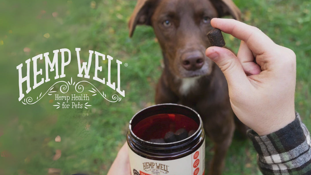 Immune & Digestive Gut Health Dog Soft Chews