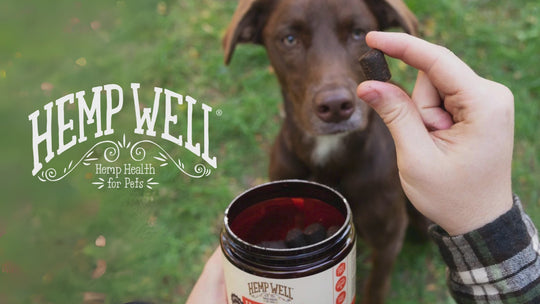 Immune & Digestive Gut Health Dog Soft Chews