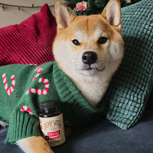 Relief (CBD) Capsules for Dogs - Hemp Well CBD dog capsules