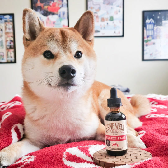 Relief Plus (CBD) Oil - Hemp Well cat cbd CBD CBD for dogs