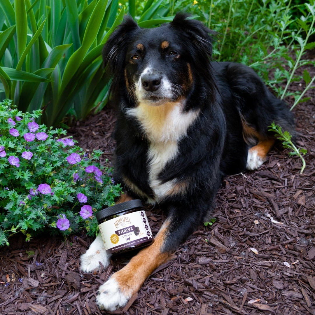 Organic Thrive Dog Soft Chews for Skin Health - Hemp Well dog dog treats hemp