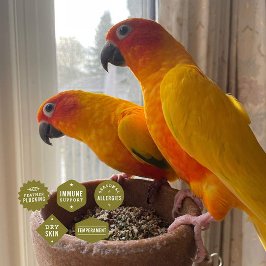 Calm and Balanced - Hemp Well bird screaming birds calm