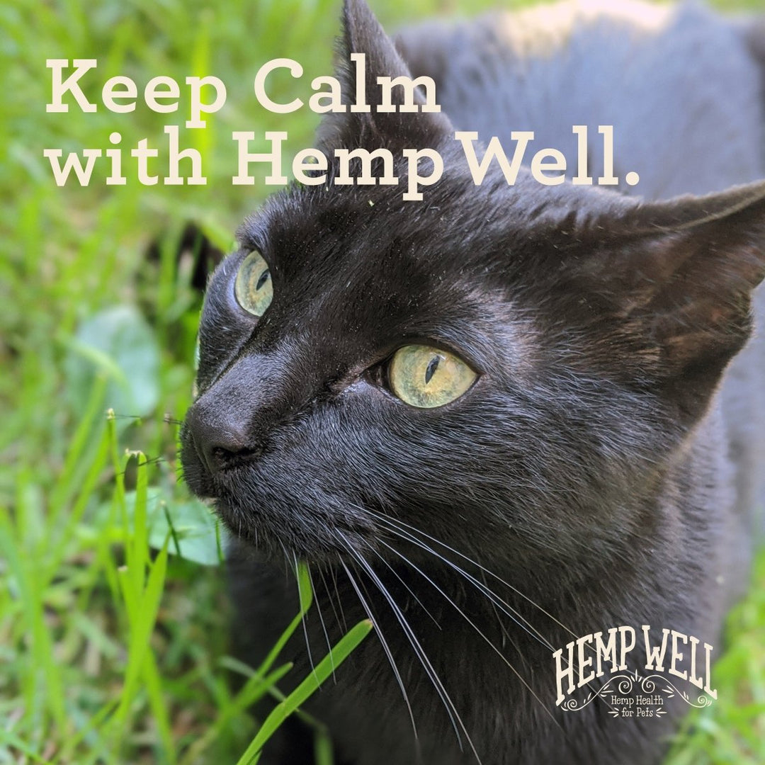 Calm Cat Oil - Hemp Well calm Calm Pet calming