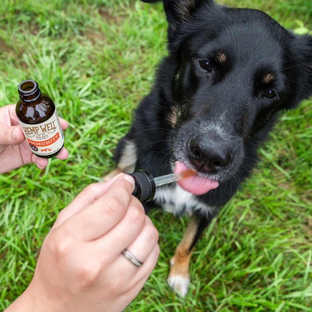 Immune Support Oil - Hemp Well cats dogs hemp