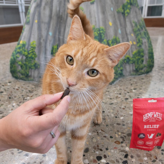 Relief (CBD) Cat Soft Chews - Hemp Well anxiety best CBD cat products calming