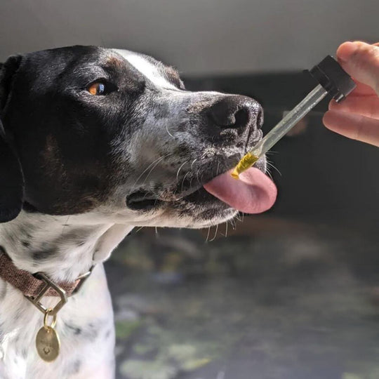 Relief (CBD) Oil - Hemp Well CBD for dogs