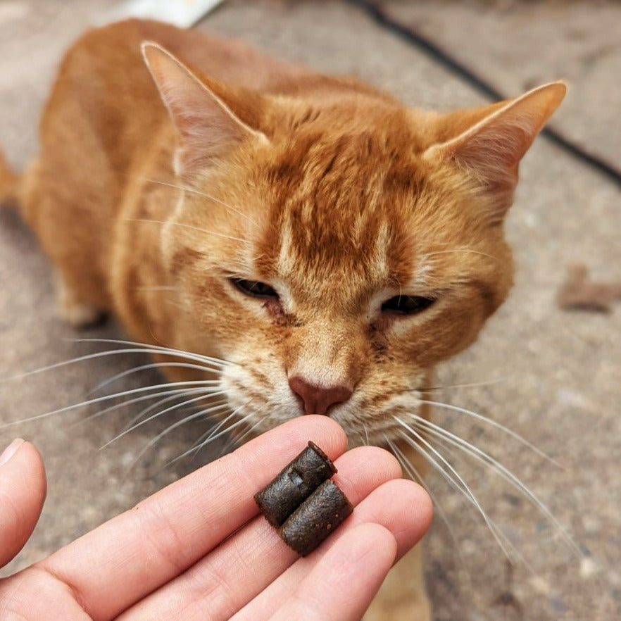 Thrive Cat Soft Chews - Hemp Well