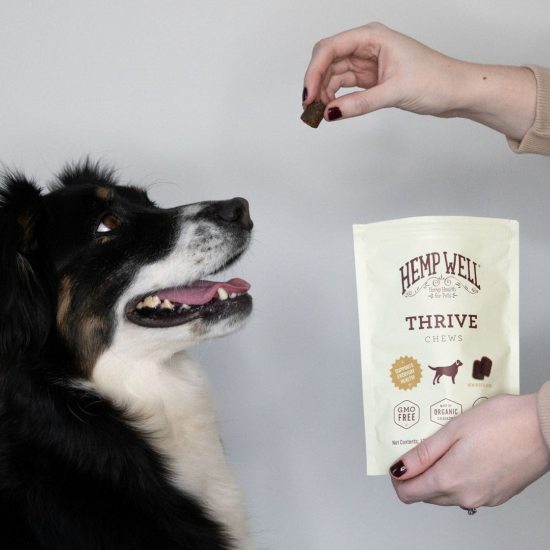 Organic Thrive Dog Soft Chews for Skin Health - Hemp Well dog dog treats hemp